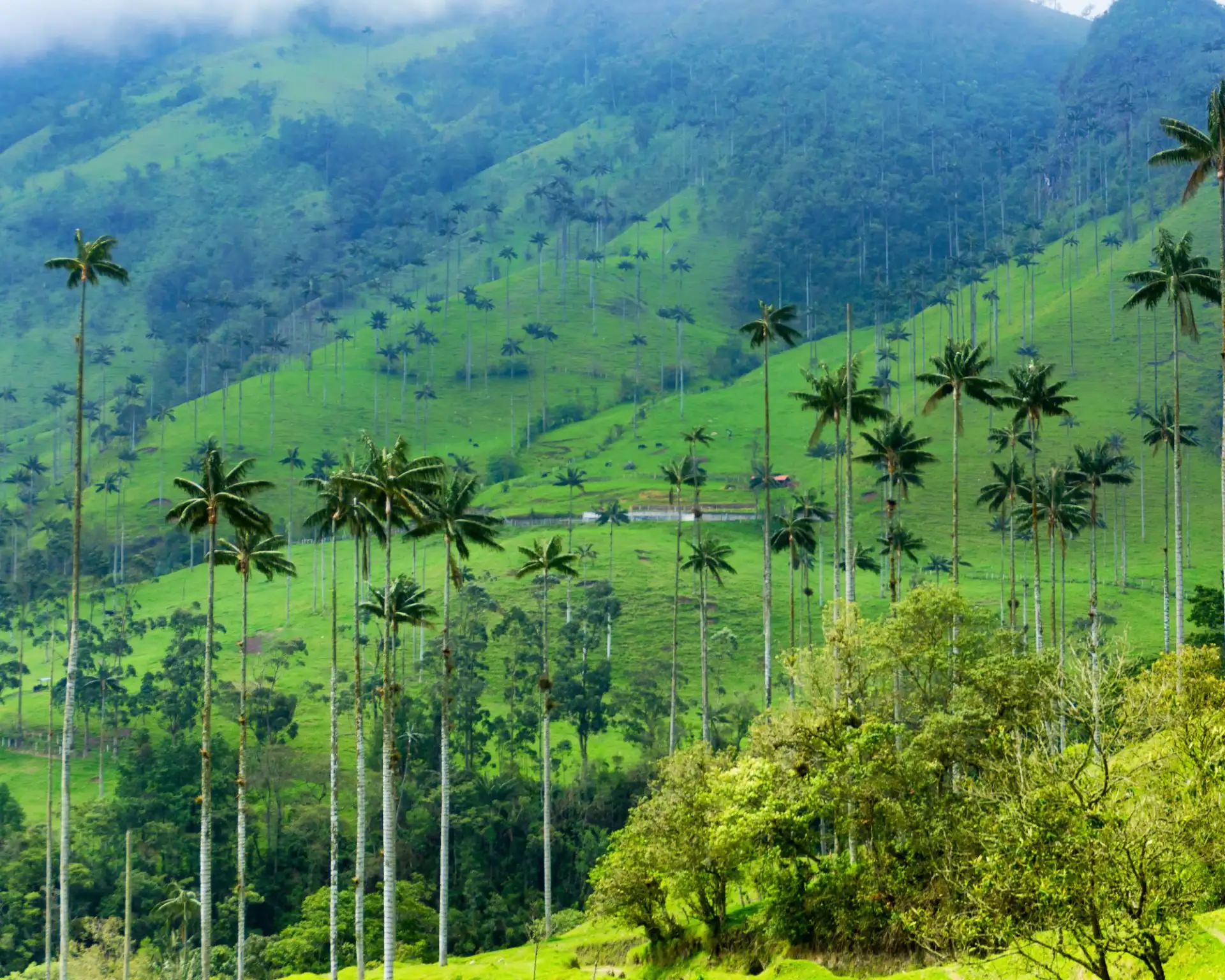 Discover Cocora Valley